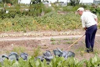 Dotacje dla działkowców. Można dostać nawet 15 tys. zł