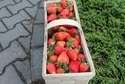 Pierwsze truskawki już są. U pani Iwony ponoć najlepsze