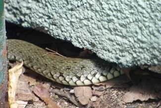 Zaskrońcowi z KRUS udało się uciec