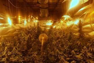 Ogromne, automatyczne plantacje konopi z blisko 400 krzakami. Cztery osoby zatrzymane