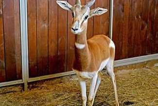 Nowa gazela w zamojskim zoo. Na razie słucha radia