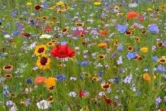 O łąkach w mieście w Lub design