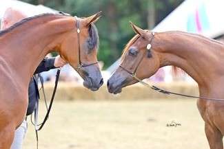 (fot. stado Ogierów Białka / Facebook)