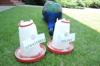 Wiemy kto wygra! Paw z Kozłówki wytypował zwycięzcę meczu Polska - Szwajcaria