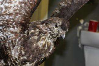 Zemsta myszołowa. Łotysz wpadł na granicy