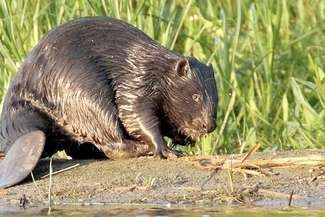 Zamość, Biłgoraj: Bobry niszczą, człowiek naprawia
