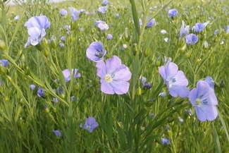 Olejarnia Skarby Natury