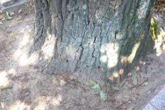 Pień dębu nawiercony przez nieznanego sprawcę