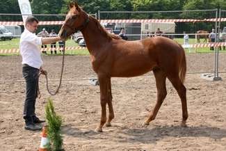 (fot. Lubelski Związek Hodowców Koni)