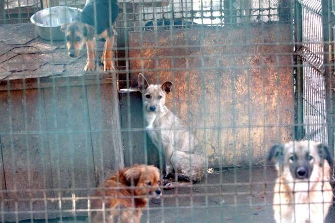 W takich warunkach w grudniu 2014 roku żyły bezdomne psy ze schroniska w Bronicach (fot. AS / archiwum)