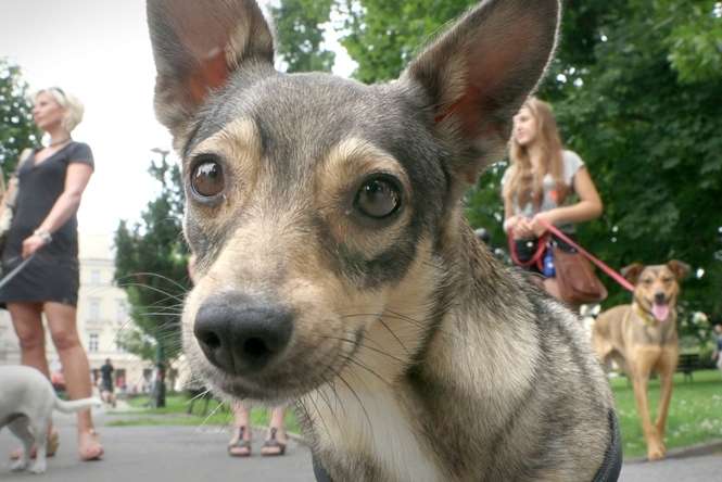 W Lublinie nadal można za darmo oznakować psa wszczepianym pod skórę czipem, fot. Wojciech Nieśpiałowski<br />
