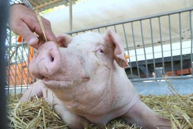 Afrykański pomór świń (ASF) to szybko szerząca się choroba wirusowa, na którą podatne są świnie domowe i dziki. Ludzie nie są wrażliwi na zakażenie tym wirusem 