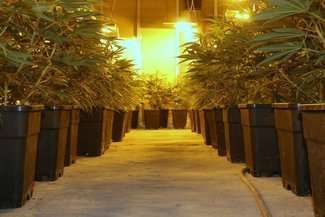 Ogromna plantacja konopi w budynku po pralni. Ponad 2 tys. krzaków (zdjęcia, wideo)