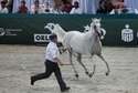 Klacz Emira podczas aukcji „Pride of Poland”. Fot. Jacek Szydłowski