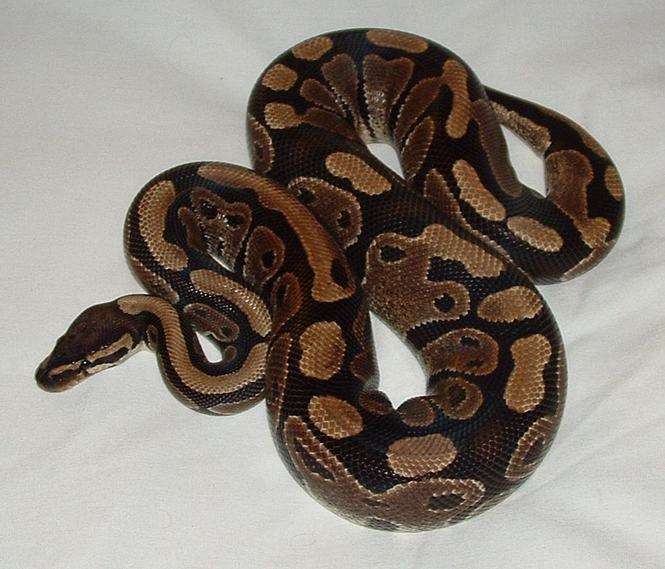 Pyton królewski jest niegroźnym gatunkiem węża (fot. Mokele)