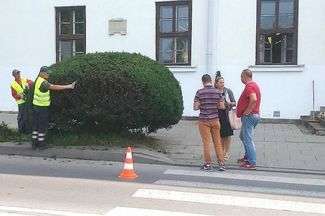 Zamość: Na razie przycinają, ale chcą całkiem wyciąć