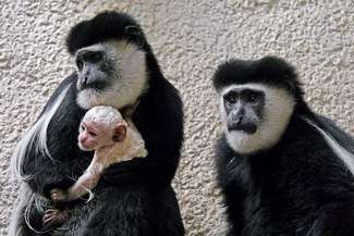 Biała małpka urodziła się w zoo w Zamościu (zdjęcia)