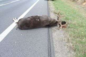 W miniony czwartek pod Puławami w zderzeniu z samochodem padł łoś
