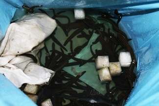 Celnicy zajrzeli do worka. A tam prawdziwe kłębowisko pijawek