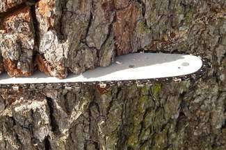 Śmierć podczas wycinki w lesie. Nie żyje 65-latek