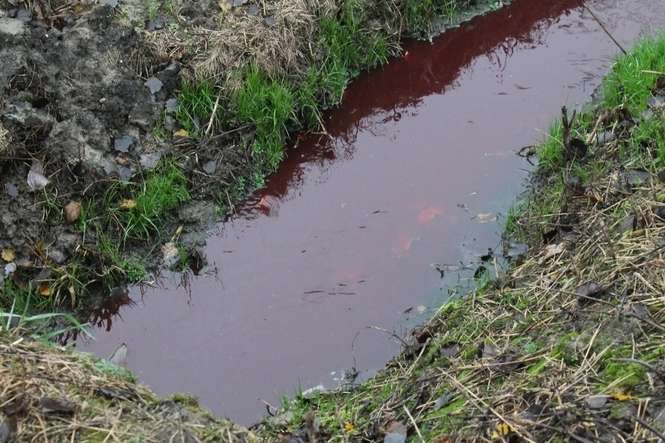 Tysiące litrów ścieków wymieszanych z krwią do rowu melioracyjnego wypuściły zakłady mięsne firmy Pini Beef w Końskowoli. Ścieki trafiły do rzeki Kurówki, a następnie do Wisły