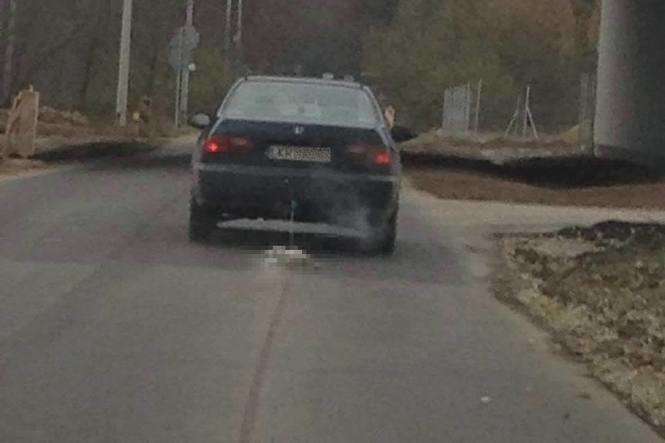 Kierowca zatrzymał się, gdy usłyszał klakson jadącego za nim auta. Fot. za facebook.com/lubelskianimals
