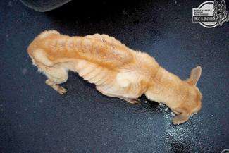 Skóra i kości, pies w skrajnym stanie. Właścicielka: Taka ich natura