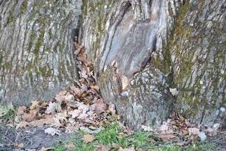 Szrama na korzeniu Bolka to prawdopodobnie ślad po bobrzych siekaczach (fot. Urząd Gminy Ruda Huta)