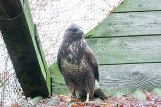 (fot. Radosław Olszewski, Poleski Park Narodowy)