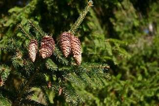 Wycięli drzewo w mieście. Znów nielegalnie