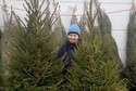 Choinki w Lublinie: Jakie ceny za świerki i jodły. Pielęgnacja choinek