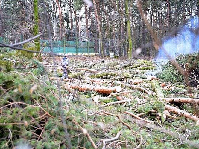 Wycinka drzew przy ul. Fabrycznej w Kraśniku rozpoczęła się w minioną środę. (Fot. stowarzyszenie Świdnik Wspólna Sprawa)