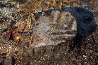 Mężczyzna zginął podczas wycinki drzewa