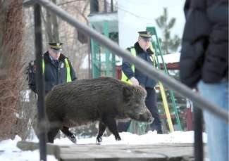 Ustawienie specjalnych pułapek na dziki nie daje efektów
