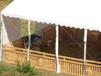 Owce w gm. Hrubieszów