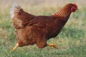 Czy kury biegają po podwórku? To nie inspekcja, tylko oszuści