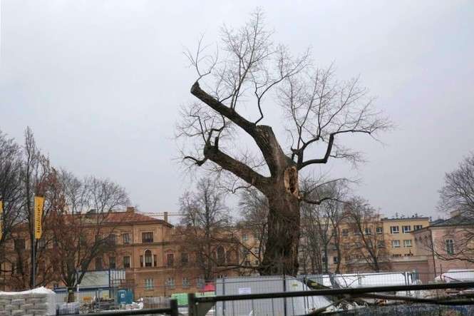 Baobab na placu Litewskim