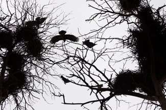 W Hrubieszowie miasto płoszy ptaki dronem. Inne coraz częściej wynajmują sokolnika