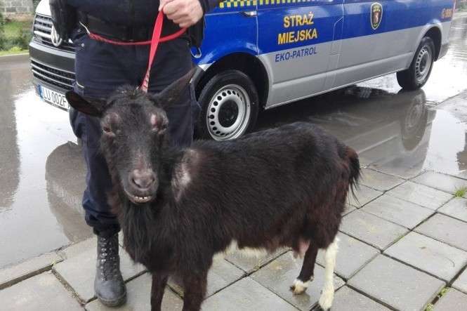 Koza trafiła do Lubelskiego Centrum Małych Zwierząt.