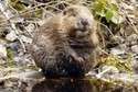 Bóbr z Nadleśnictwa Biłgoraj