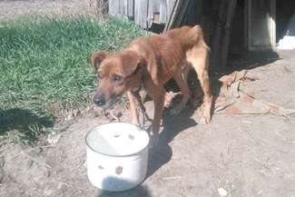 Piesek został odebrany właścicielom i szuka domu