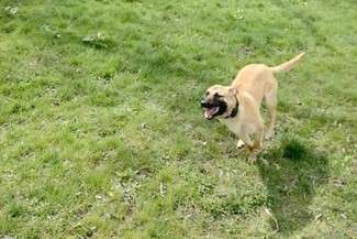 Logo w policji. Będzie szukał narkotyków