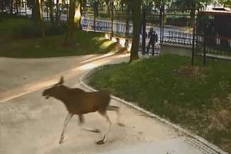 Łoś biegał po Ogrodzie Saskim. Wideo z monitoringu