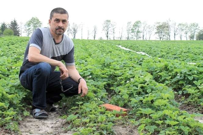 Niska temperatura zniszczyła większość upraw truskawek w Pachnowoli (gm. Puławy). Właściciel plantacji Marek Krzesicki szacuje, że u niego straty sięgną 60 procent