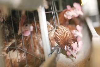 Unijne przepisy obowiązujące od 2012 r. dopuszczają produkcję jaj jedynie w tzw. klatkach zmodyfikowanych o ściśle określonej powierzchni przypadającej na jedną kurę, wyposażonych w określoną liczbę gniazd, grzęd, karmideł i poideł 