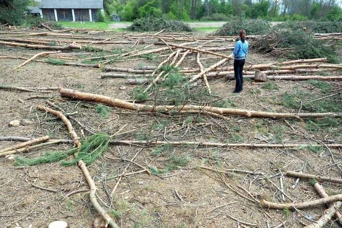 Inwestor twierdzi, że drzewa były wycinane na terenach rolnych. I że chce w ich miejsce posadzić las z prawdziwego zdarzenia