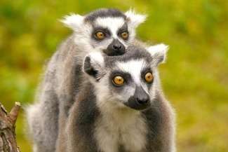 ZOO w Zamościu ma samochód dla zwierzaków