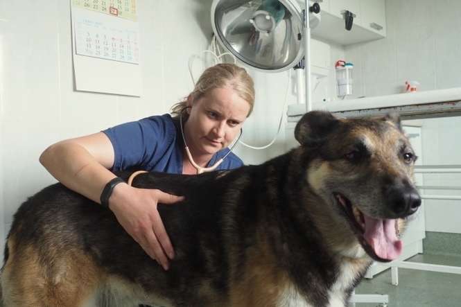 Mój tegoroczny rekord to usunięcie 35 kleszczy z jednego psa – mówi Jolanta Szyszko, weterynarz z Jakubowic Konińskich