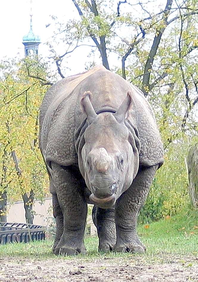 Gyan, czteroletni samiec nosorożca indyjskiego w warszawskim ZOO