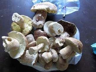 Pierwsze grzyby w woj. lubelskim. Kolejne zdjęcie